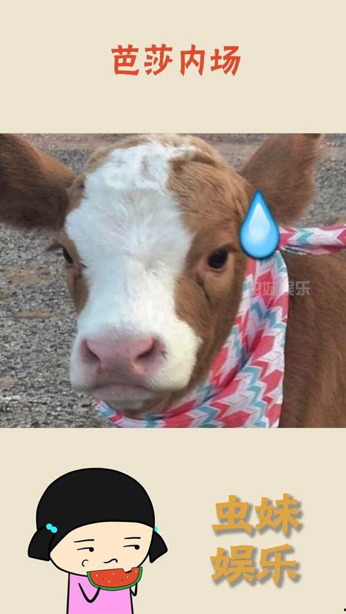 娱乐吃瓜酱下载,揭秘热门下载背后的秘密